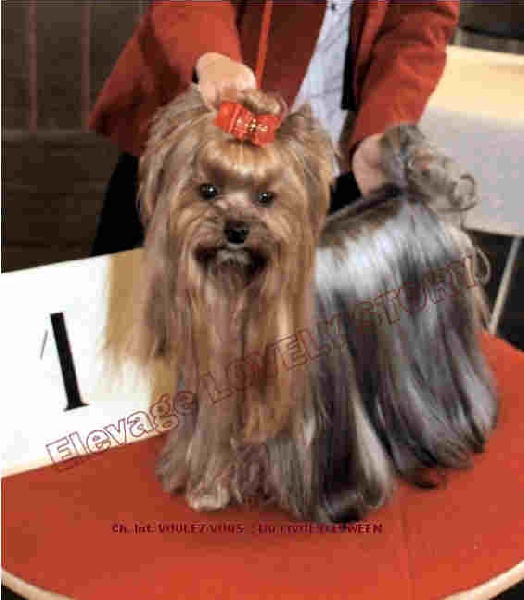 CH. Voulez-vous ? Du livre d' elween