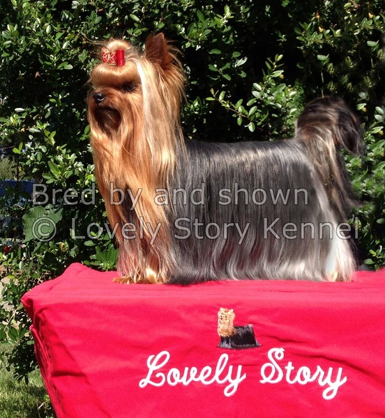CH. Lovely Story Duty free